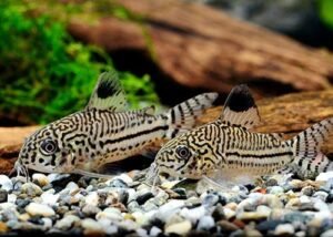 corydoras-julli-ML