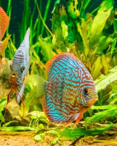 discus